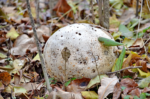 Paltry puffball mushroom growing wild in Ontario, Canada