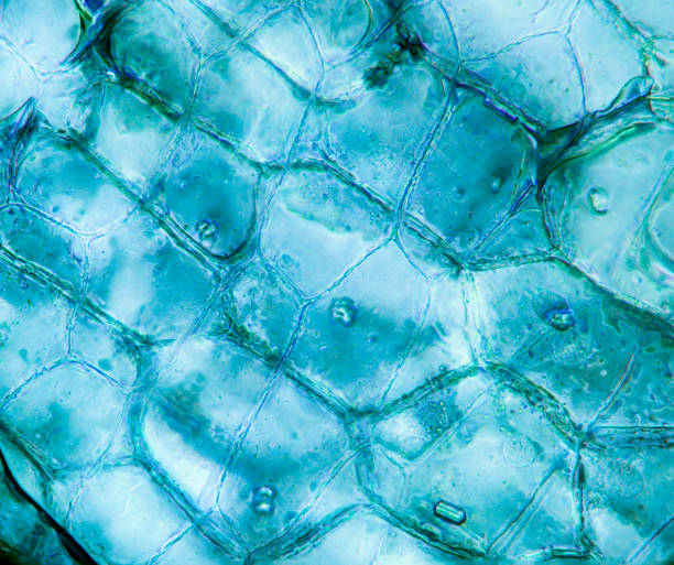 Tissue plant, photo taken in an amateur laboratory Microscopic preparation, tissue plant, stomata plasmids stock pictures, royalty-free photos & images