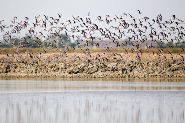 istock A flock of sea birds 1071541194