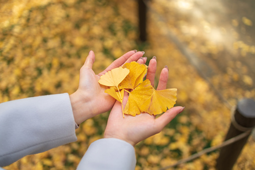 Young woman putting Ginkgo leaves on hands