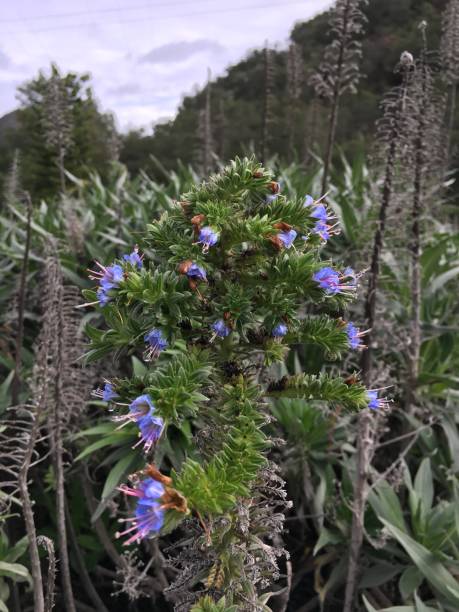 istock Pride of madeira blooms in the mist 1071547190