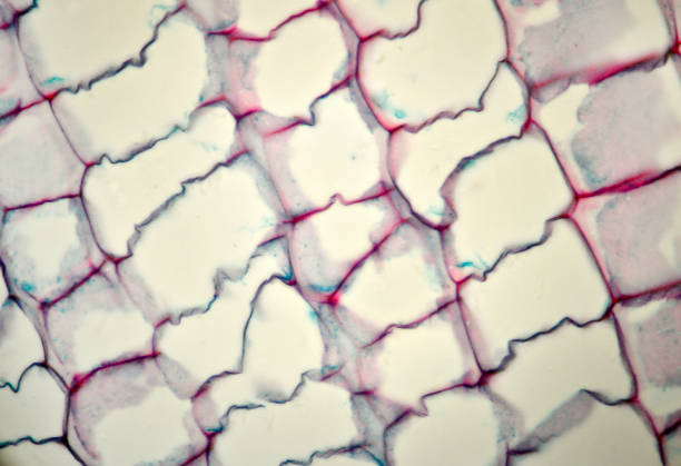 istock Maize stalk, photo taken in a laboratory under a microscope 1071552338
