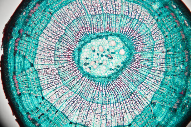 istock Lime trunk, photo taken in the laboratory under a microscope 1071552342