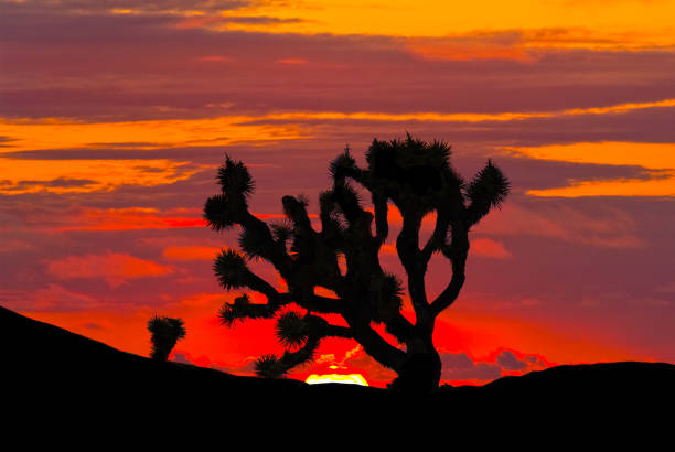 Joshua Tree at Sunset The Joshua Tree (Yucca brevifolia) is a member of the Agave family that typically grows in the Mojave Desert of the American Southwest. Legend has it that Mormon pioneers named the tree after the biblical figure Joshua, seeing the limbs of the tree as outstretched arms. This Joshua Tree was photographed at the Jumbo Rocks area in Joshua Tree National Park, California. jeff goulden joshua tree national park stock pictures, royalty-free photos & images