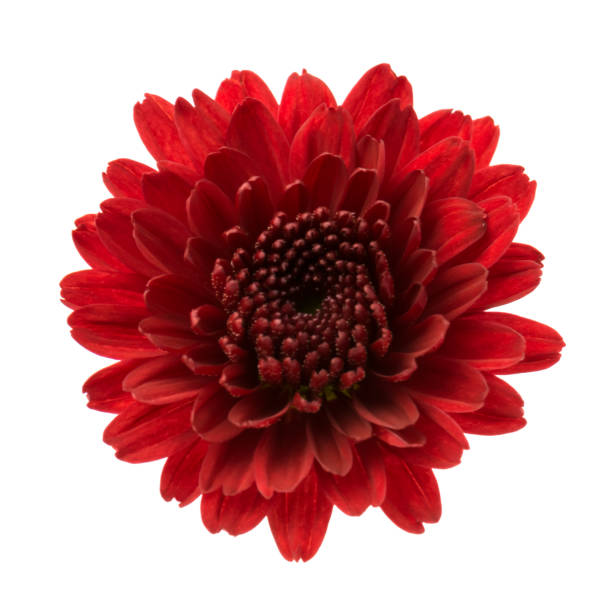 istock red chrysanthemum flowers isolated on white (selective focus) 1071554002