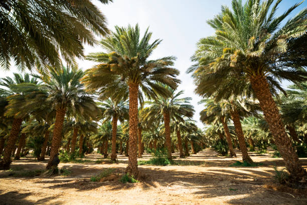 istock Date palms in an african oasis 1071555158
