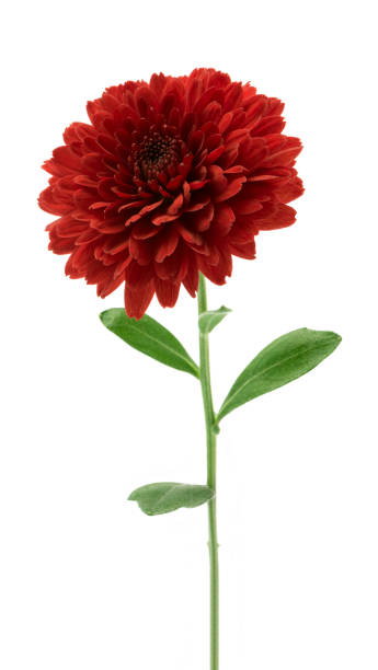 istock red chrysanthemum flowers isolated on white (selective focus) 1071555292
