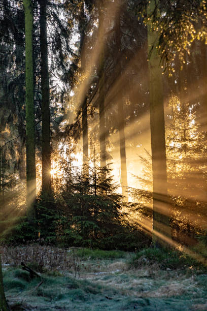 istock romantic sunrise in early morning in the forest with bright sunbeam 1071557548