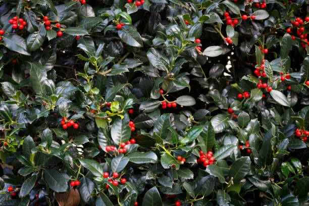 istock Holly green foliage with red berries, leaves background, texture 1071558834