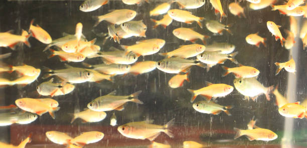 istock guppy fishes background 1071562562