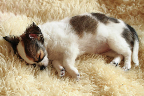 istock 8 weeks chihuahua puppy is sleeping 1071562646