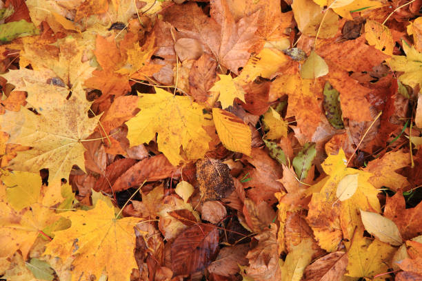 istock autumn leaves background 1071562794