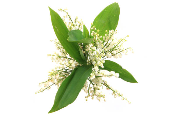 istock lily of valley 1071562806