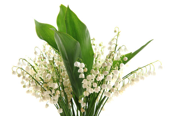 istock lily of valley 1071562808