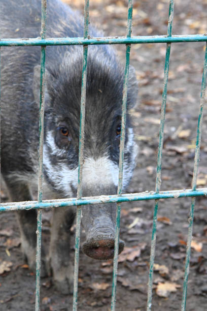istock wild pigs in the autumn 1071563036