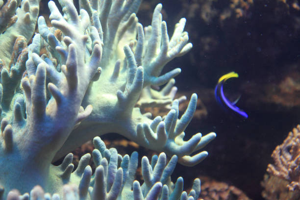 istock coral sea background 1071563058