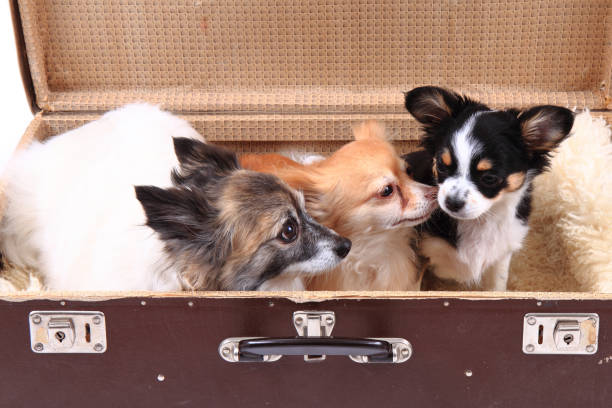 istock three chihuahua dogs in the suitcase 1071563084