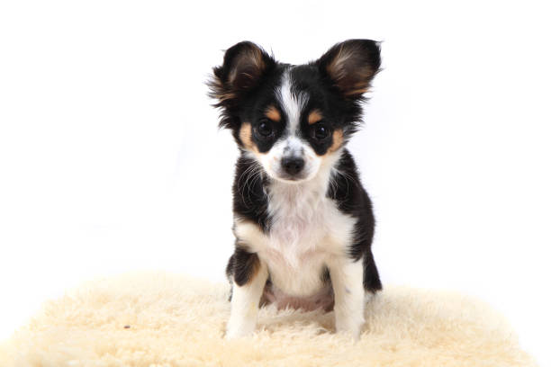 istock chihuahua is resting 1071563124