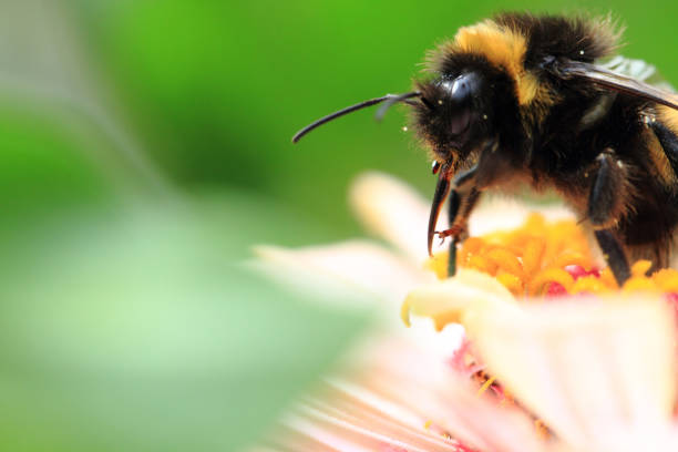 istock humblebee and zinnia flower 1071564852