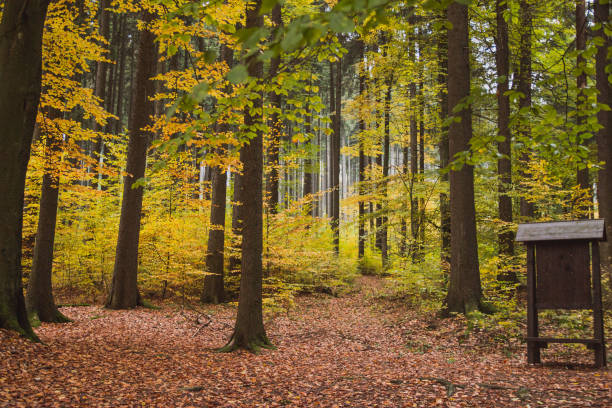 istock Autumn Forest With Sunshine And Leaves, Bavaria, Germany 1071565202