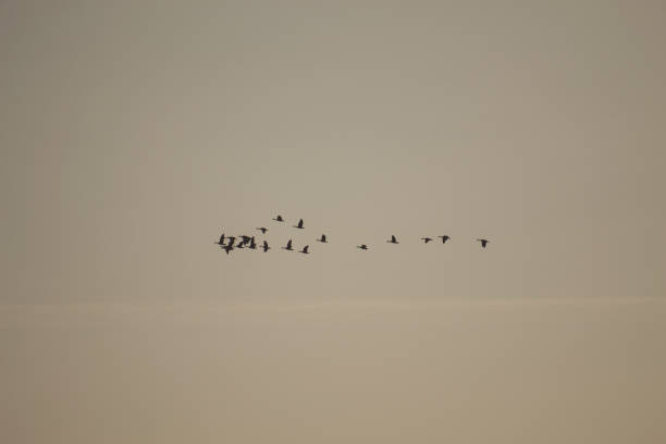 istock A Group, Flock Of Bean Geese In Migration. Blue Sky In April 1071565350