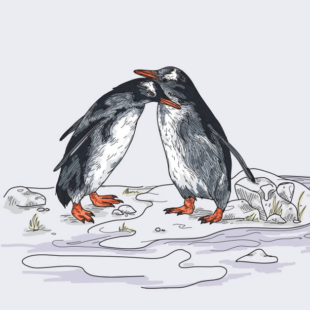 Penguin Love Stock Illustration - Download Image Now - Penguin, Tundra, Two Animals - iStock Penguin Love Stock Illustration - Download Image Now - Penguin, Tundra, Two Animals - iStock
