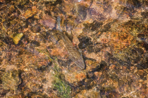 istock Brook Trout Under Water, Orange And White Fins 1071565508