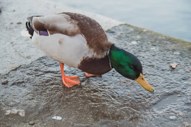 istock Wild Ducks Walk Near The River 1071565524