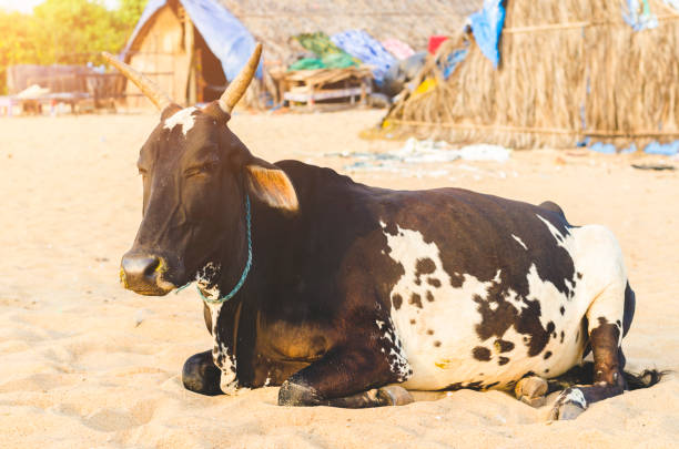 Cow relaxing on the sand of a beach in Goa, India.