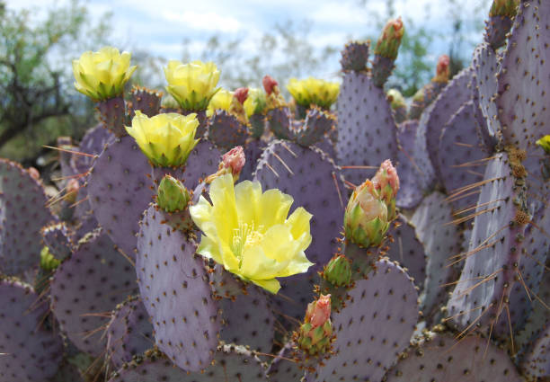 flor de chumbera - cactus blooming southwest usa flower head fotografías e imágenes de stock
