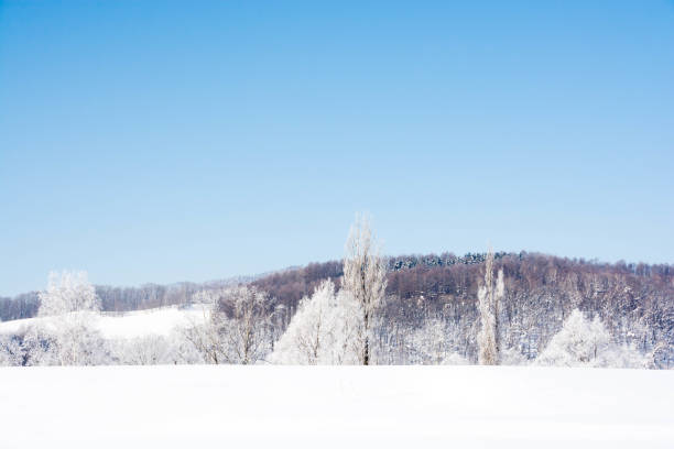 istock Frozen tree on winter field at cold morning 1071573496