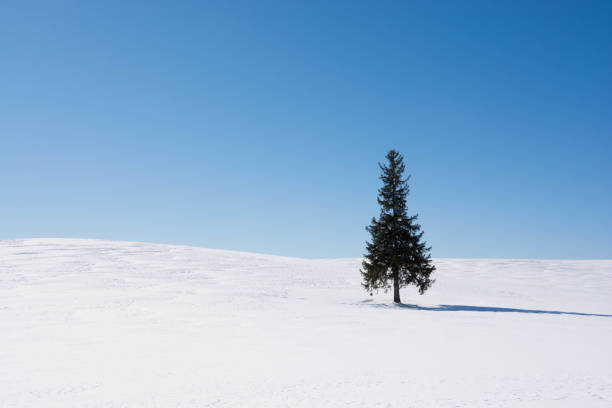 istock Pine tree on snow hill against a blue sky in Biei 1071573536