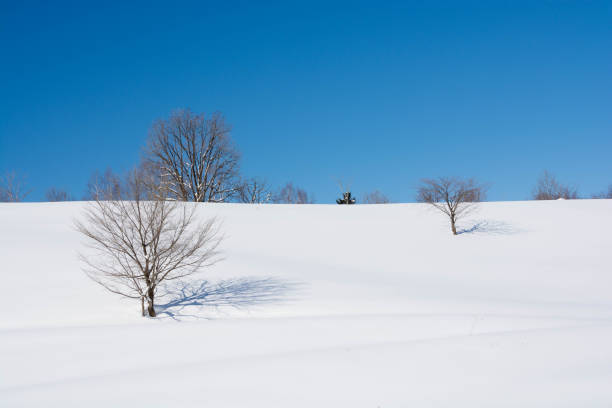 istock Blue sky in winter and winter grove 1071573692