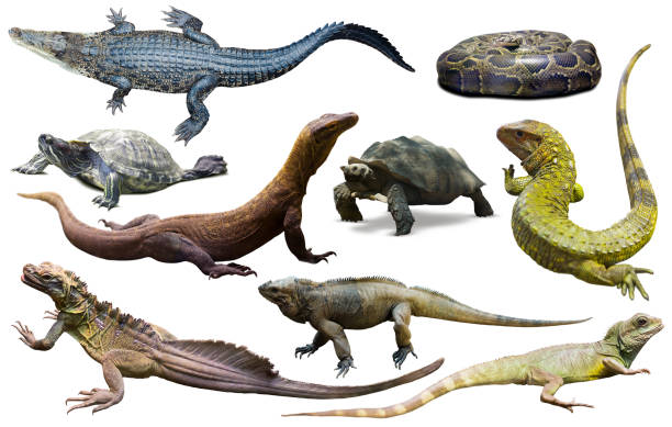 istock collection of reptiles 1071576246