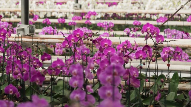 Orchid flowers growing in a greenhouse