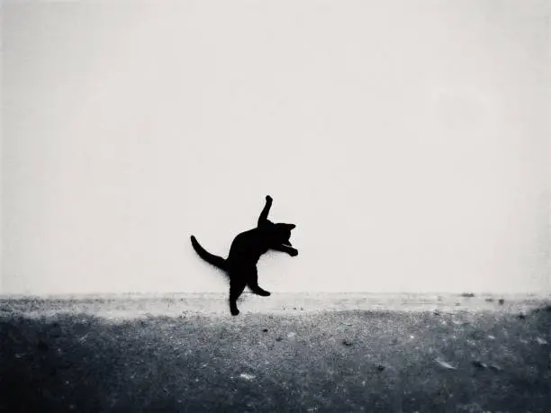 Photo of Black young cat plays in front of the white wall