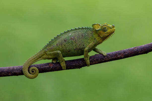 istock Flapped Necked Chameleon, Kenya, Africa 1071585154
