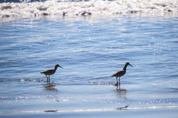 Group of sandpipers walking along the water's edge and searching for food, Santa-Barbara beach, California, focus on first marine bird, United States"n