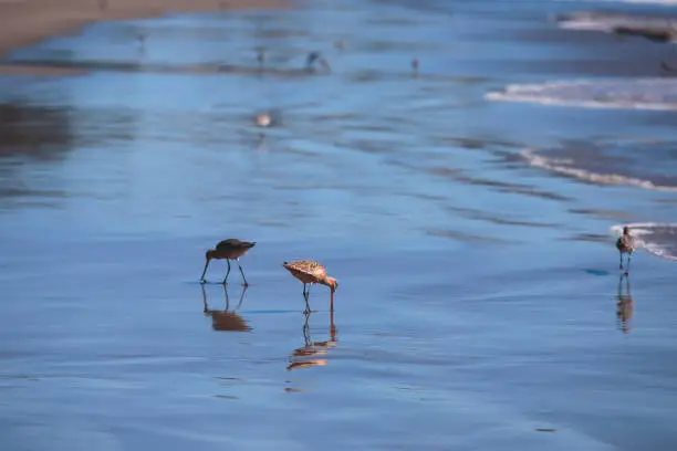 Group of sandpipers walking along the water's edge and searching for food, Santa-Barbara beach, California, focus on first marine bird, United States"n