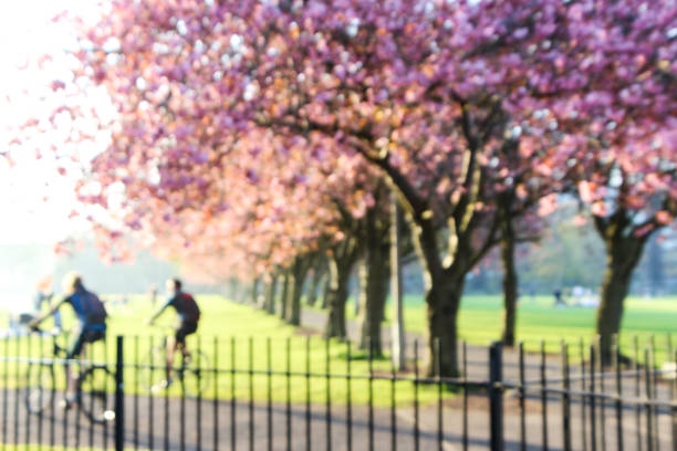咲いている桜の木が道のぼやけた画像 - cherry tree fruit tree meadow spring ストックフォトと画像