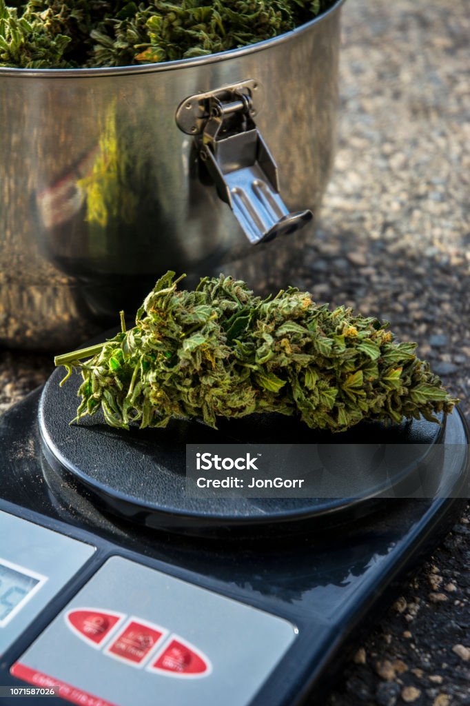 Weighing Marijuana On A Digital Scale Stock Photo - Download Image Now -  Bud, Cannabis Plant, Green Color - iStock