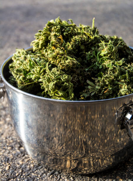 istock Marijuana Buds Drying Curing In Stainless Steel Container 1071587104
