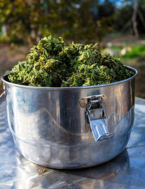 istock Marijuana Cannibis Curing In Stainless Steel Storage Container 1071587178