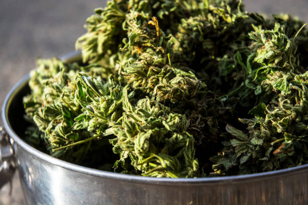istock Macro Of Medical Marijuana Curing Drying In Silver Container 1071587246