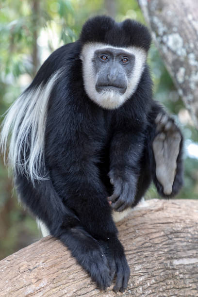 black and white colobus, kenya, africa - colobo preto e branco oriental imagens e fotografias de stock