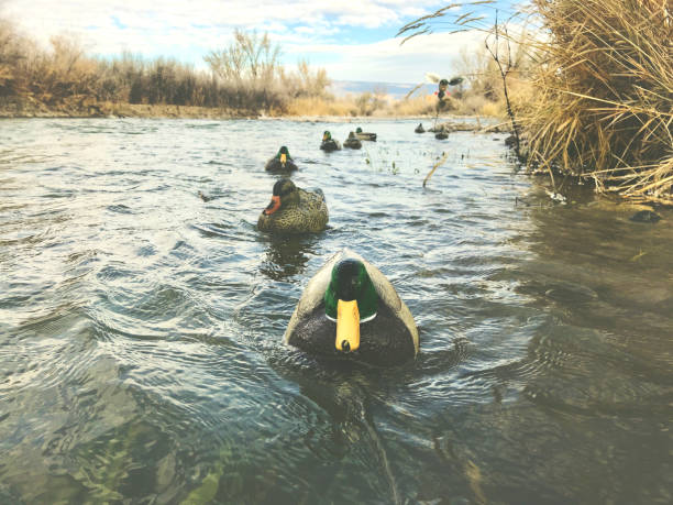 Western Colorado Winter Outdoor Sports Mallard Duck Hunting Decoys Morning waterfowl Mallard Hunt Western Colorado winter outdoor sports duck hunting Decoys waterfowl shot during hunt at various angles with copy space and varied depth of field - shot with iPhone 7 Plus drake male duck photos stock pictures, royalty-free photos & images