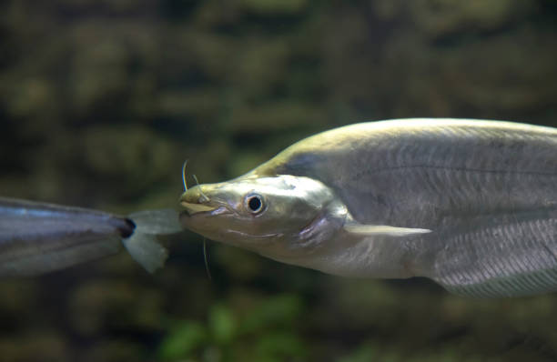 istock Freshwater fish of Thailand 1071599352