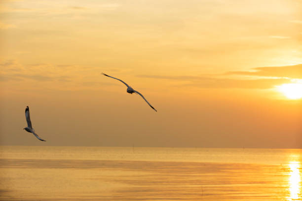 istock The background of the seagull at sunset. 1071599448