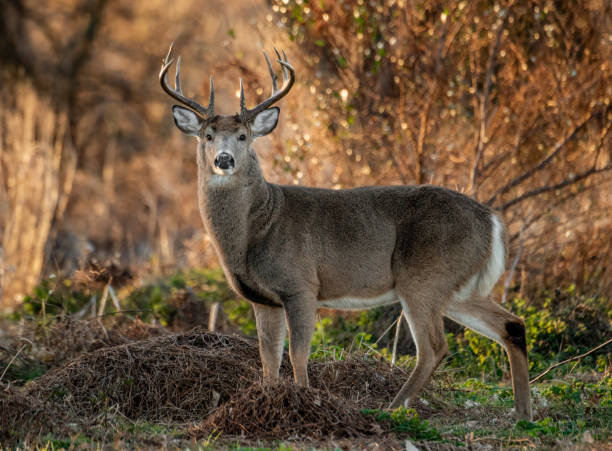 White tailed deer at sunrise stock photo
