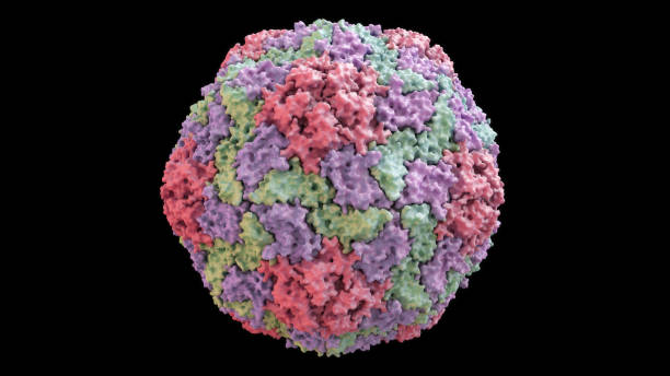 istock 3D CG rendered image of scientifically accurate Hepatitis A Virus Capsid based on PDB : 4QPI (surface style) 1071603090